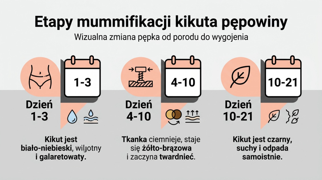 Etapy mummifikacji kikuta pępowiny