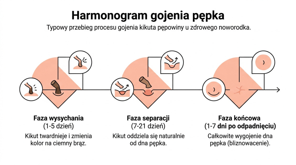 Harmonogram gojenia pępka