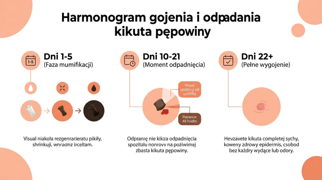 Harmonogram gojenia i odpadania kikuta pępowiny